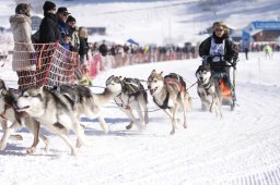 Lenk 2013